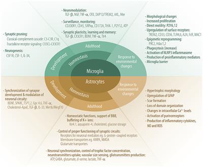 Cross-Talk of the CNS With Immune Cells and Functions in Health and Disease